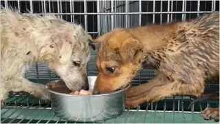 Two Poor Stray Puppies Who Were Starving for Days after Falling into a Ditch Were Rescued