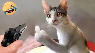 Animals Getting Scared Over Nothing 😂 [Funny Pets] | Pets Island जानवर बिना किसी बात के डर जाते हैं