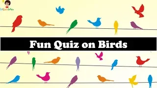 Magnificent Birds Quiz | General Knowledge