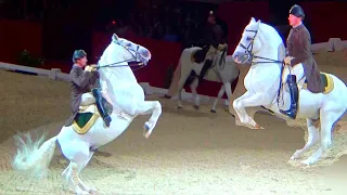 Spanish Riding School Vienna Lipizzaner Horse Performance London