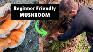 Best Edible Summer Mushroom, Safe For Beginners