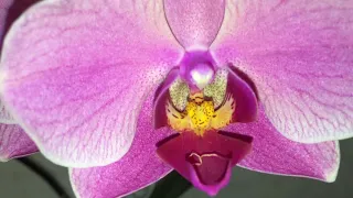 Цветение моих орхидей на  01 10 2018 г