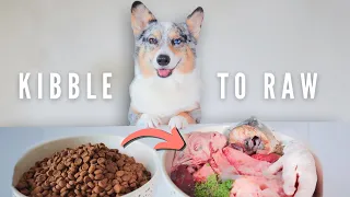 How To Transition Your Dog To Raw Food