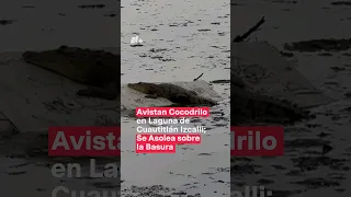 Avistan cocodrilo en laguna de Cuautitlán-Izcalli - N+ #Shorts