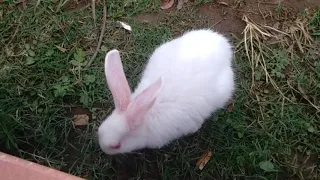 cute white rabbit eating grass