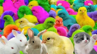 World cute chickens, colorful chickens 🐣 rainbows chickens, cute dogs, cats rabbits, cute animals, 😍