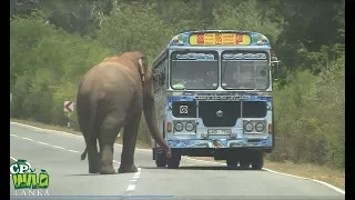 Huge Wild elephant waiting for food