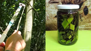 Aspen bark, harvesting, making alcohol tincture and a recipe for use in prostatitis and adenoma.