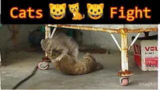 Cat Fight Compilation video 4K ll Cat Fighting ll Cats Play Fighting 4K ll Cat Fight over territory