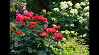 Второе цветение роз в саду.  Секреты образования новых базальных побегов.
