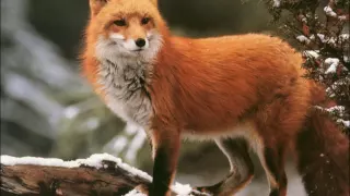 Sound of a fox barking