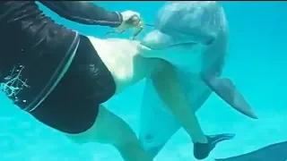 Ozzy Man Reviews: Dodgy Dolphin