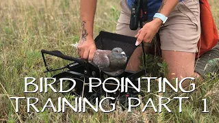 Pointing Birds: Upland Bird Dog Training - Part 1