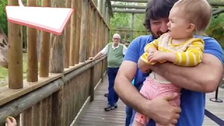 Funny Animals Trolling Babies and Kids - Funny Babies and Animals - Funny Zoo Animals