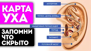 Вот как быстро узнать, почему болит сердце, и другие секреты здоровья! Карта уха