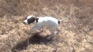 cachorro pointer 3 meses_0001.wmv