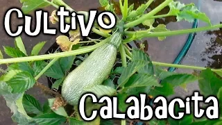 Como Cultivar Calabacita en el Huerto Urbano || México Verde