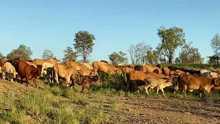 Mustering Wet cows | Holistic Grazing | Organic Beef Cattle