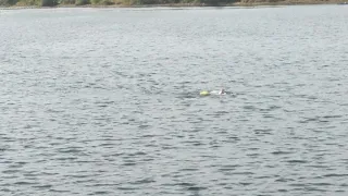 swimming in lake Natoma