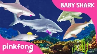I'm a Real Baby Shark ! | Animal Songs | PINKFONG Songs for Children