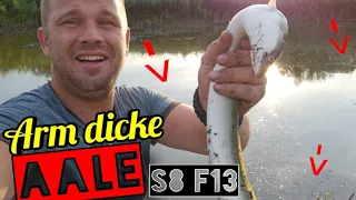 Wahnsinn dicke Aale auf DIY Angel tagsüber im See alles auf Köderfisch #angeln #fishing #aal S8 F13