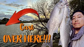 Striper Fishing Sacramento River #fishing #fishingvideo #fishinglife #fishingtips