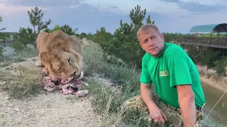 Как лев Султан чуть не СТОЛКНУЛ НАС В ОВРАГ !  Russian Lion man !