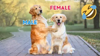 Funny Differences Between Female And Male DOGS!