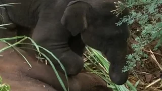 Baby Elephant Refuses To Leave Dead Mother's Side For Over 24-Hours