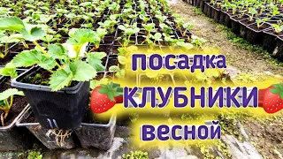 🍓 Как посадить клубнику весной?  🍓 Как получить урожай в год посадки? Таблица СЗР. Belklubnika.by