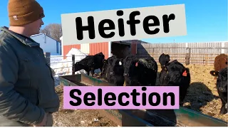 What Clint looks for in a replacement heifer