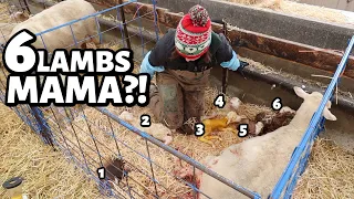 MAMA HAD A CROWDED HOUSE!! ...she was carrying SIX LAMBS!  Vlog 779