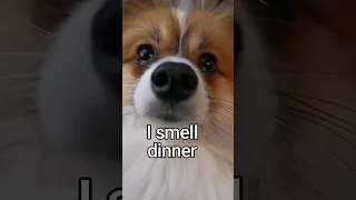 Papillon smells dinner #pomeranian #cute #dog