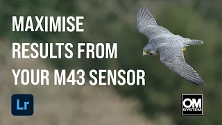 Using Lightroom to Edit MFT Wildlife Photos - Removing Noise & Increasing Subject Isolation