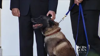 Conan the "ultimate dog" receives an award at the Whitehouse