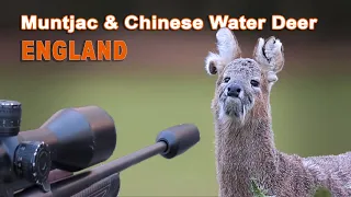 Muntjac & Chinese Water Deer Hunting in England// Chasse du Muntjac en Angleterre // 2022