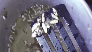 Cooking Mango worms