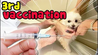 Maltipom puppy got 3rd vaccination. She is not scared injection anymore.