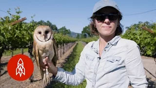 Barn Owls: The Secret Saviors of Napa Valley's Vineyards