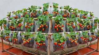 No need for a garden! Growing strawberries in plastic bags and the results were not as expected