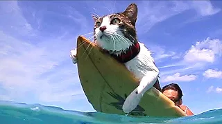 Hawaiian Cat Loves Surfing With His Parents