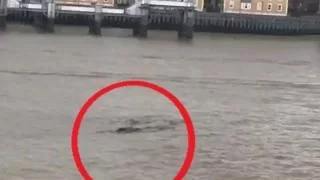 Loch Ness Monster has Finally been found - but it's not quite what you think