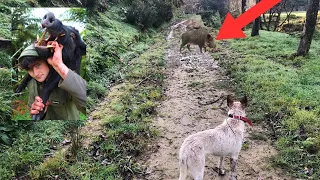 HOOKY BOAR Fights with FIERCE Dogs // NZ Pig Hunting