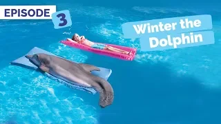 Dolphin Tale Memories - Winter the Dolphin: Saving Winter - Episode 3