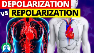 Depolarization vs. Repolarization of the Heart *EXPLAINED*
