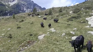 Bio Angus | Le nostre mucche all'alpeggio