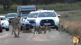 Exclusive - Meet The EIGHT Cubs Of Casper The White Lion And Brothers Of The Satara Pride