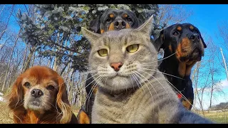 FUNNİEST CATS  PEOPLE COMPILATION - A MUST WATCH VIDEO OF 2023 CRAZY CATS BEHAVIOR