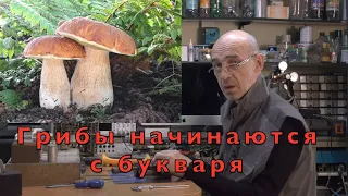 Грибы для начинающих грибников