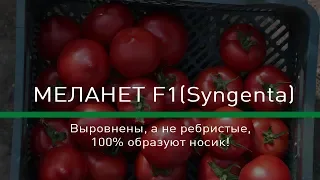 🍅МЕЛАНЕТ F1(Syngenta)-Выровнены, а не ребристые, 100% образуют носик!